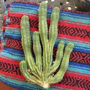 Incredible 7 Headed San Pedro (Pachanoi)