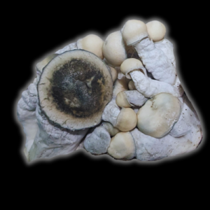 P. Cubensis "APETar" ISO