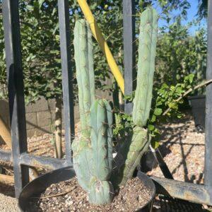 Fully Rooted T. Bridgesii "Bolivian Torch" Mini Stand