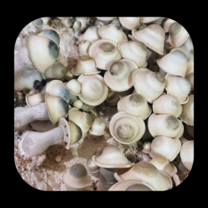 P. Cubensis "Casper" ISO