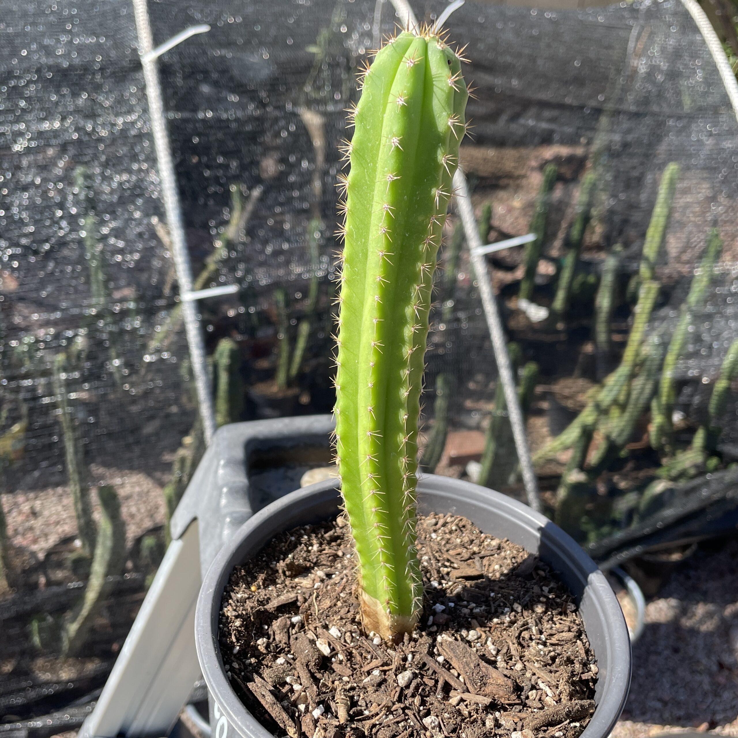 Fully Rooted Dr. G x (Super Pedro x J3) A