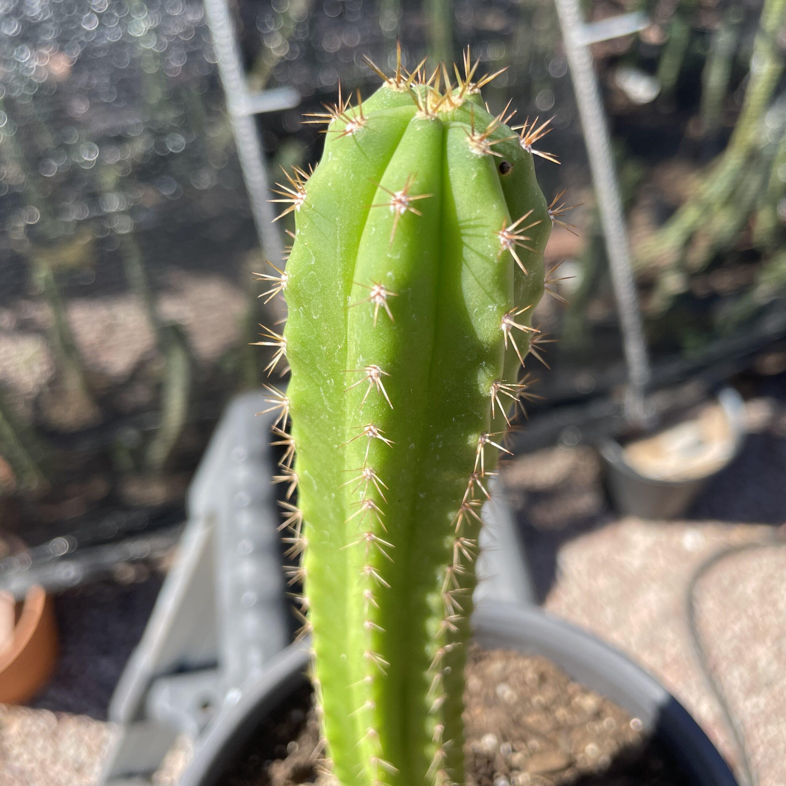 Fully Rooted Dr. G x (Super Pedro x J3) A