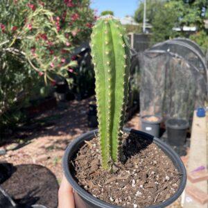 Fully Rooted Dr. G x (Super Pedro x J3) B