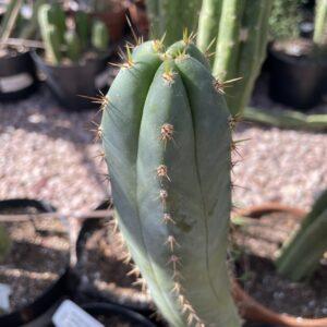 12 inch Bridgesii x Peruvianus "Helen x Riverland Peru" Cutting