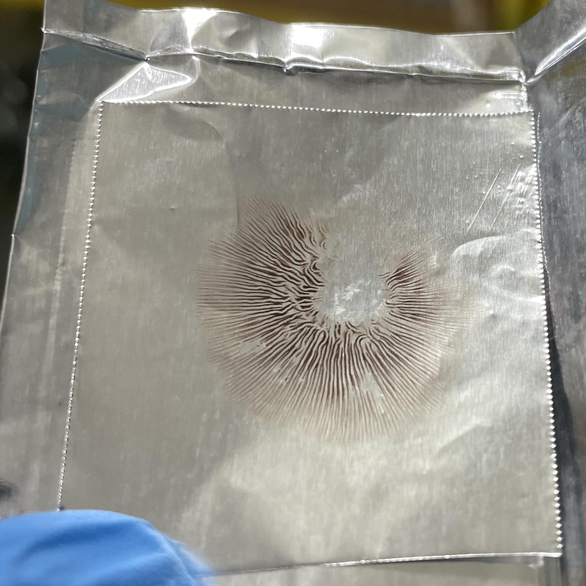 Psilocybe Zapotecorum Spore Print