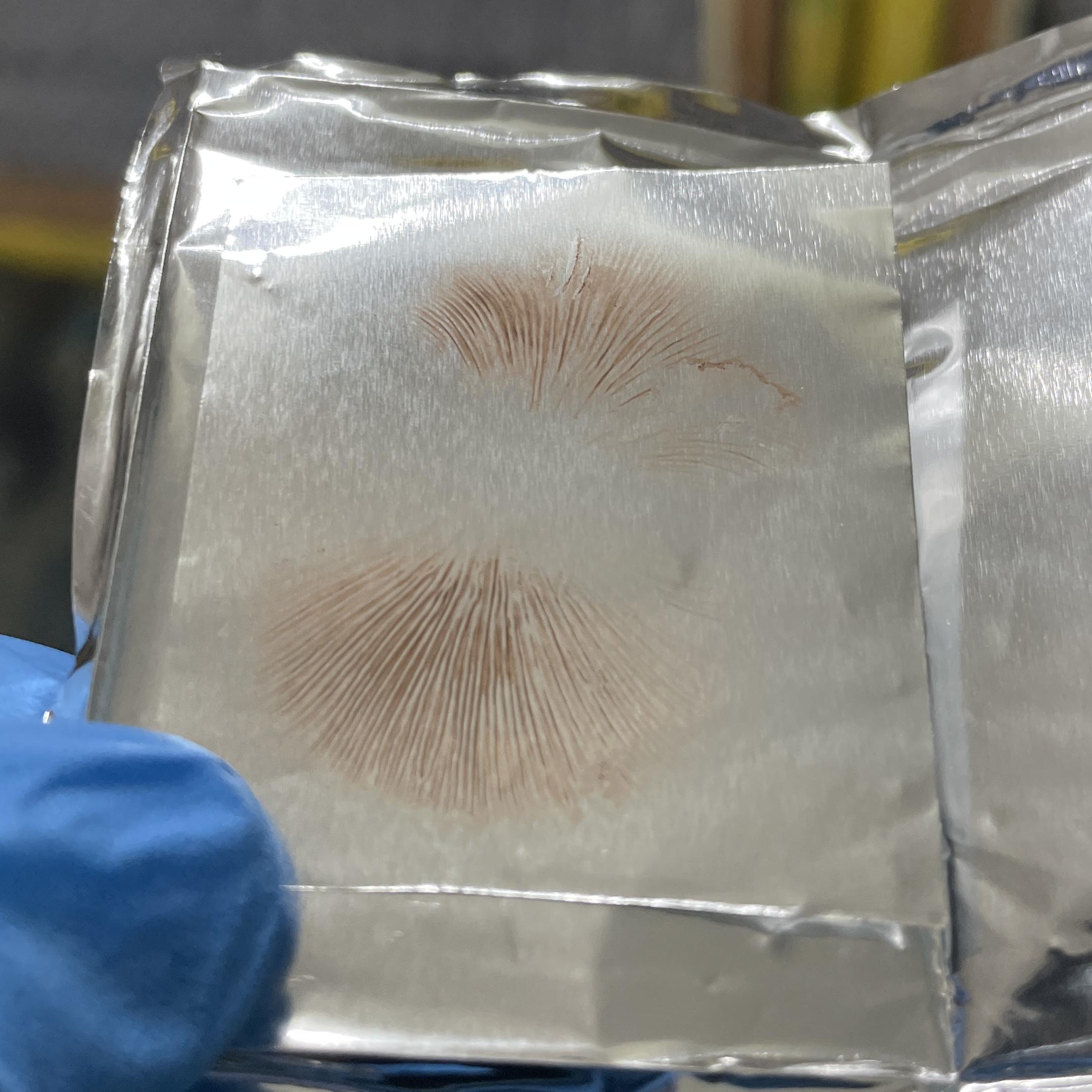 Psilocybe Zapotecorum Spore Print