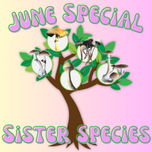 June Monthly Special: Sister Species