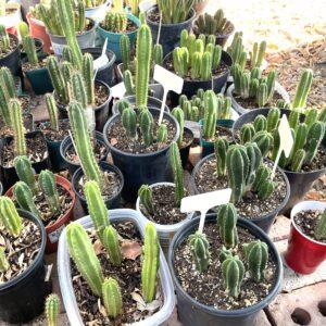 Large Mystery Seedlings