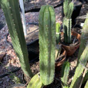 12 inch San Pedro "Ogunbodede" (Ogun)