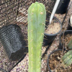 15in Bridgesii "SS02 x Wowie" Cutting