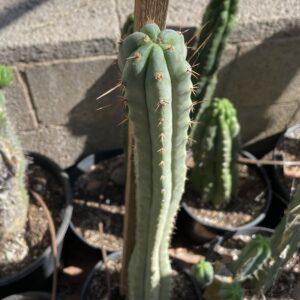 16 inch Bridgesii x Peruvianus "SS02 x Serra Blue" Cutting