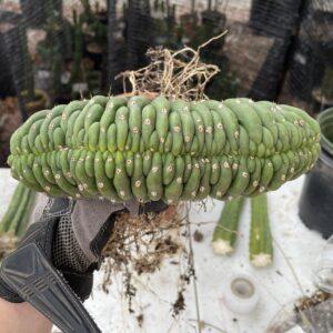 Fully Rooted Crested San Pedro (B)