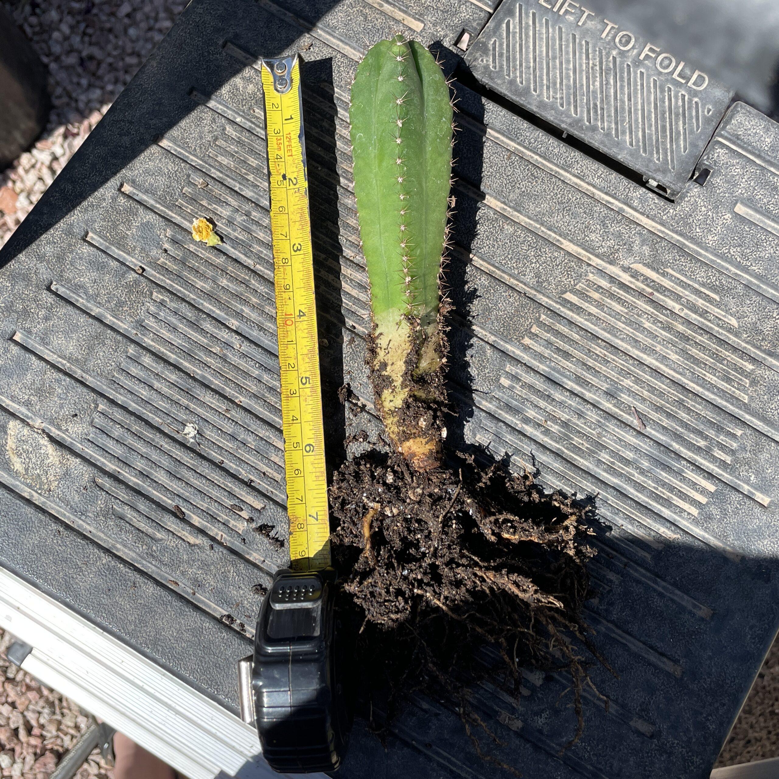 Fully Rooted San Pedro "TPC x KT-Ogun"