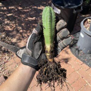 Fully Rooted San Pedro "TPC x KT-Ogun"