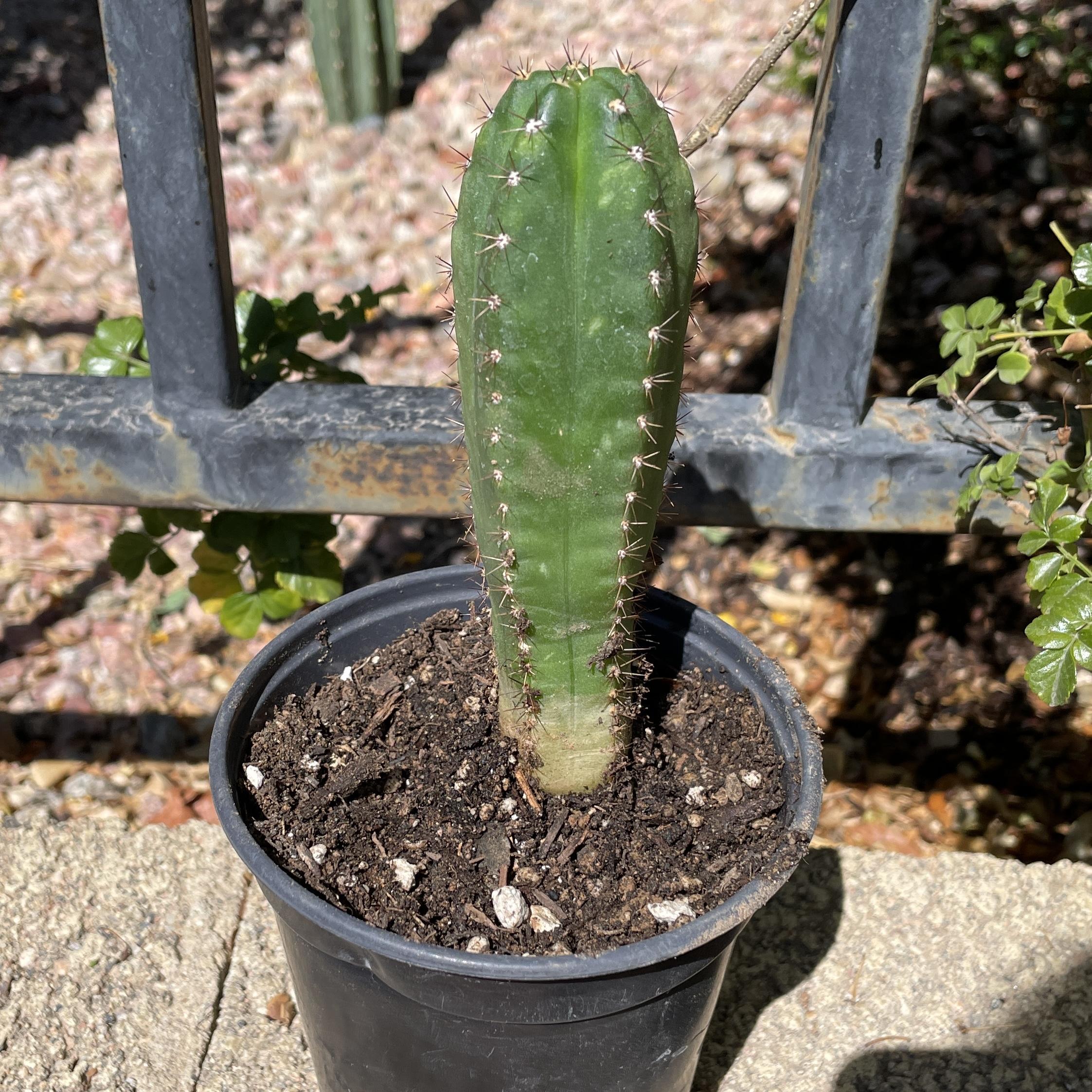 Fully Rooted San Pedro "TPC x KT-Ogun"