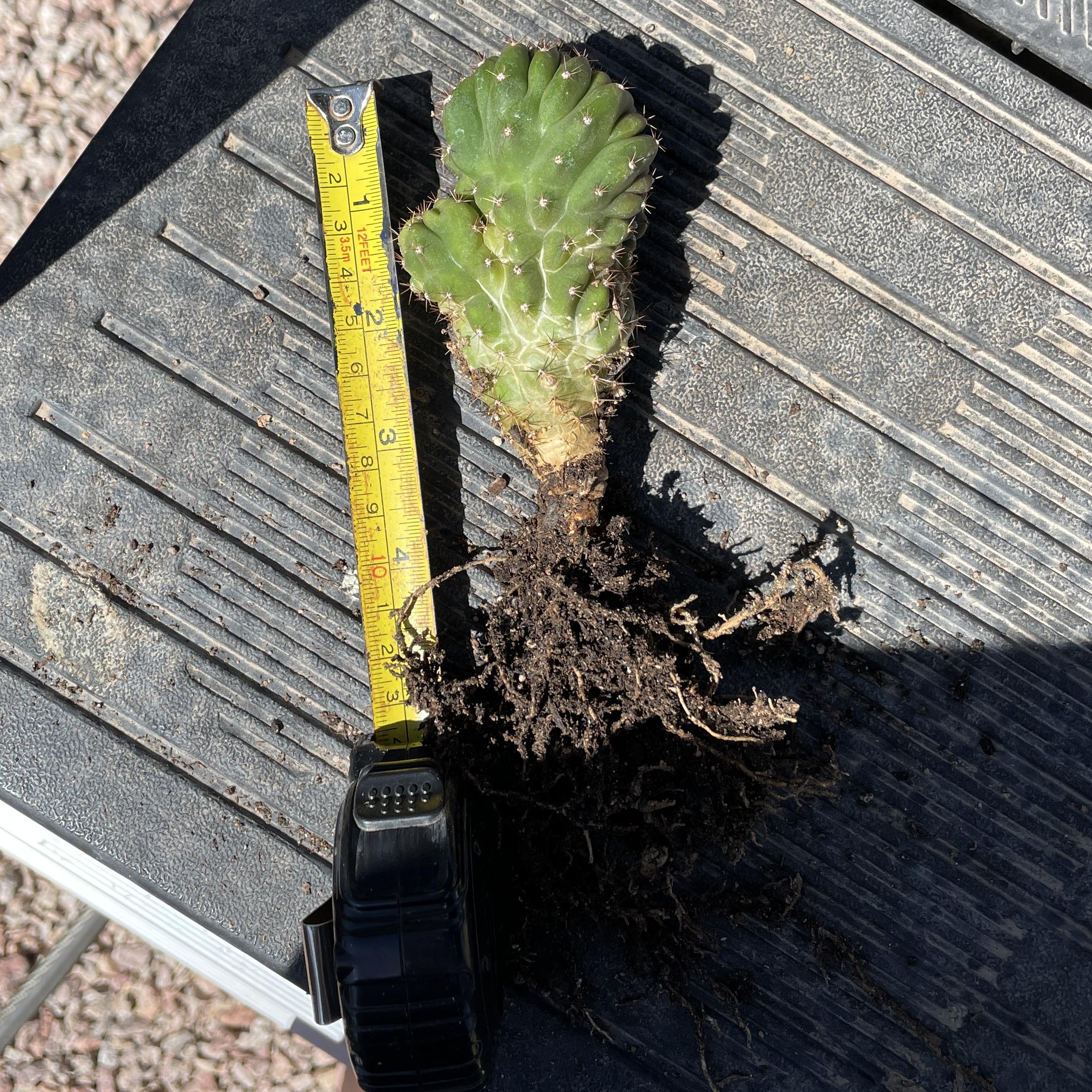 Fully Rooted Crested San Pedro "TPC x KT-Ogun"