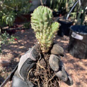 Fully Rooted Crested San Pedro "TPC x KT-Ogun"