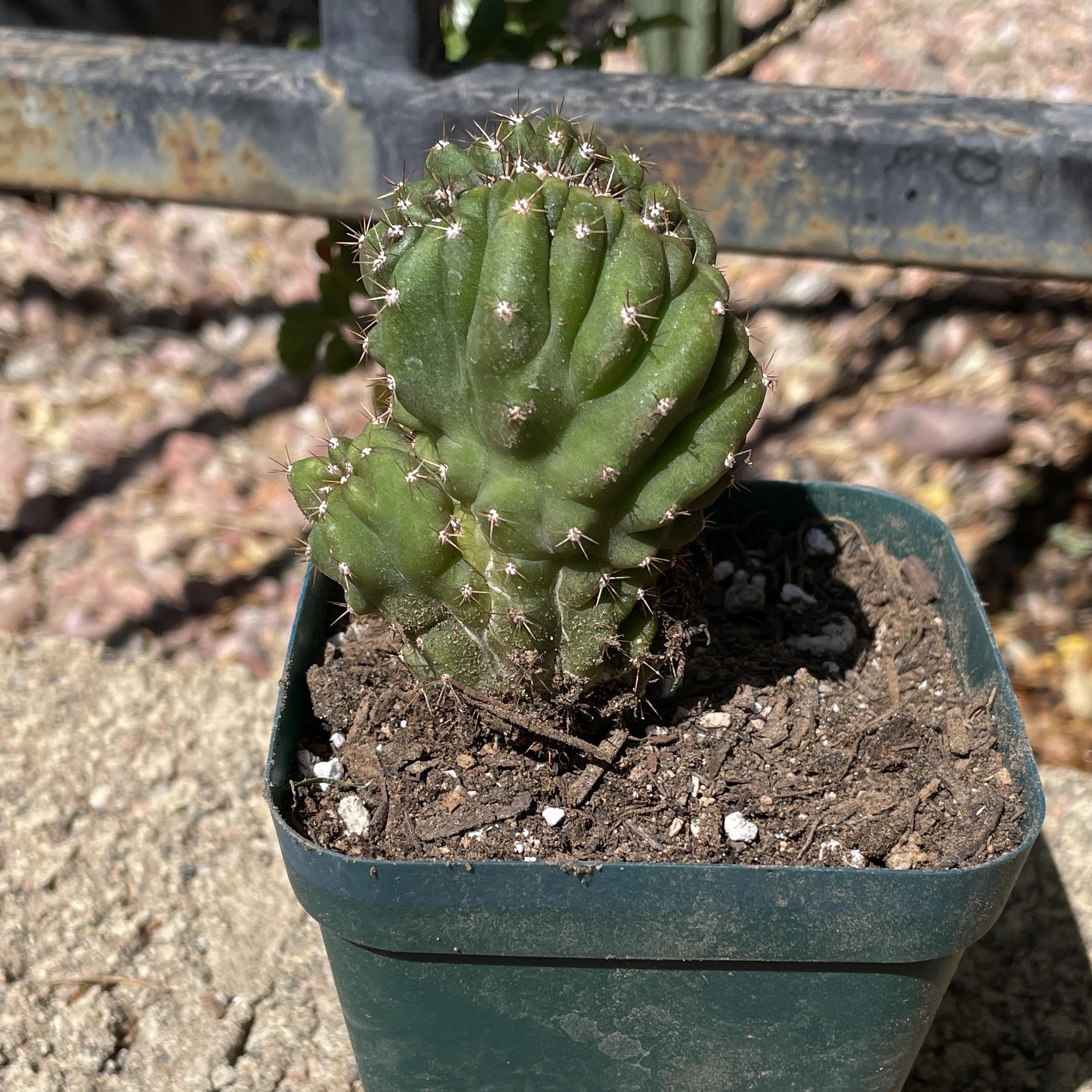 Fully Rooted Crested San Pedro "TPC x KT-Ogun"