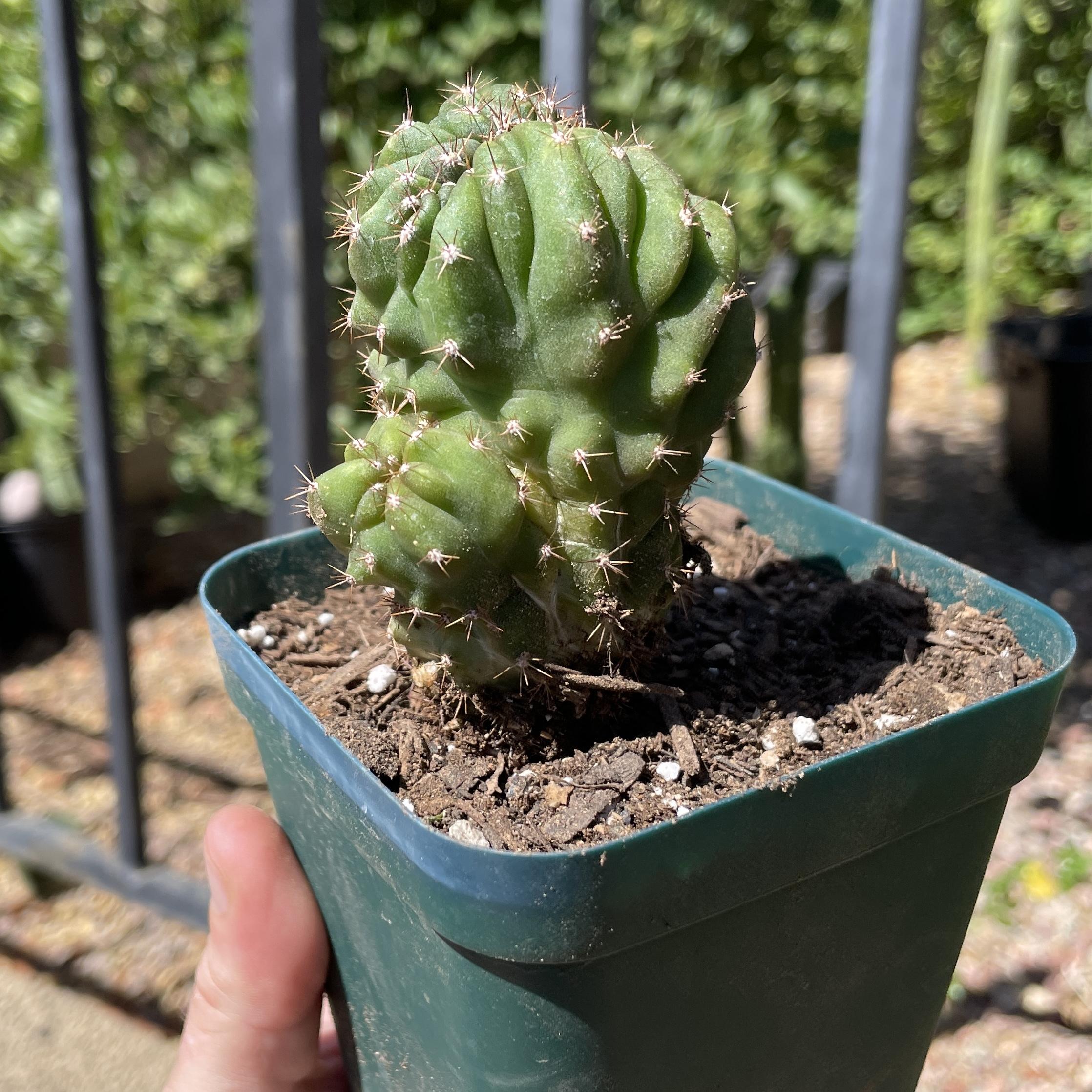 Fully Rooted Crested San Pedro "TPC x KT-Ogun"