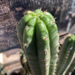 13 inch San Pedro Texas Torch" Cutting