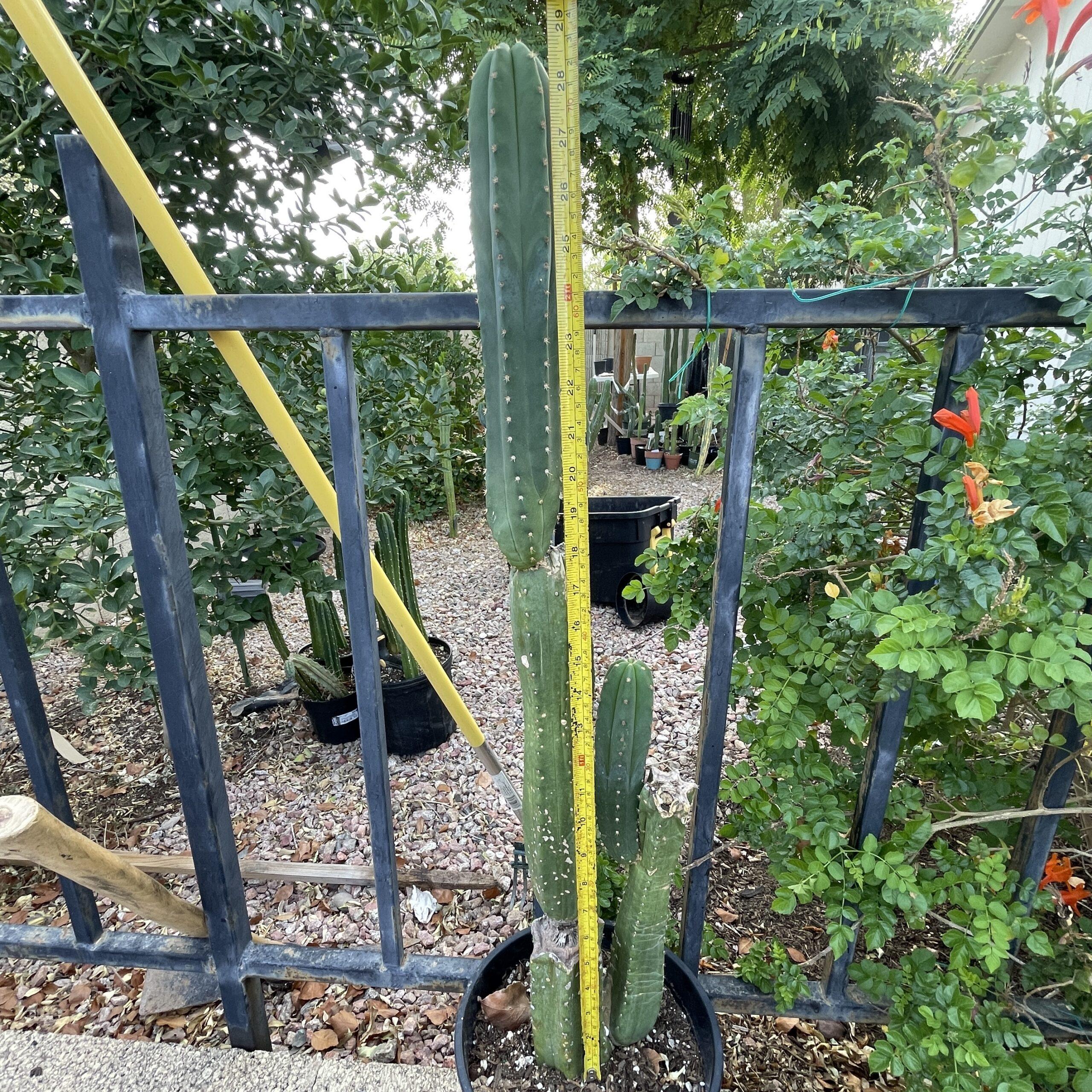 Fully Rooted Scopulicola "Tucson Fat" Stand