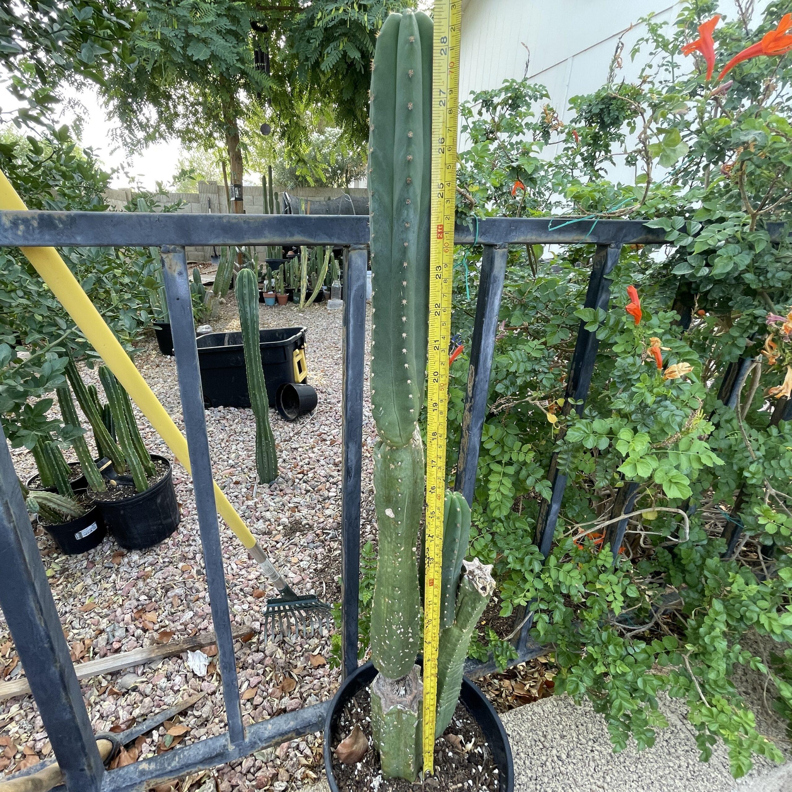 Fully Rooted Scopulicola "Tucson Fat" Stand