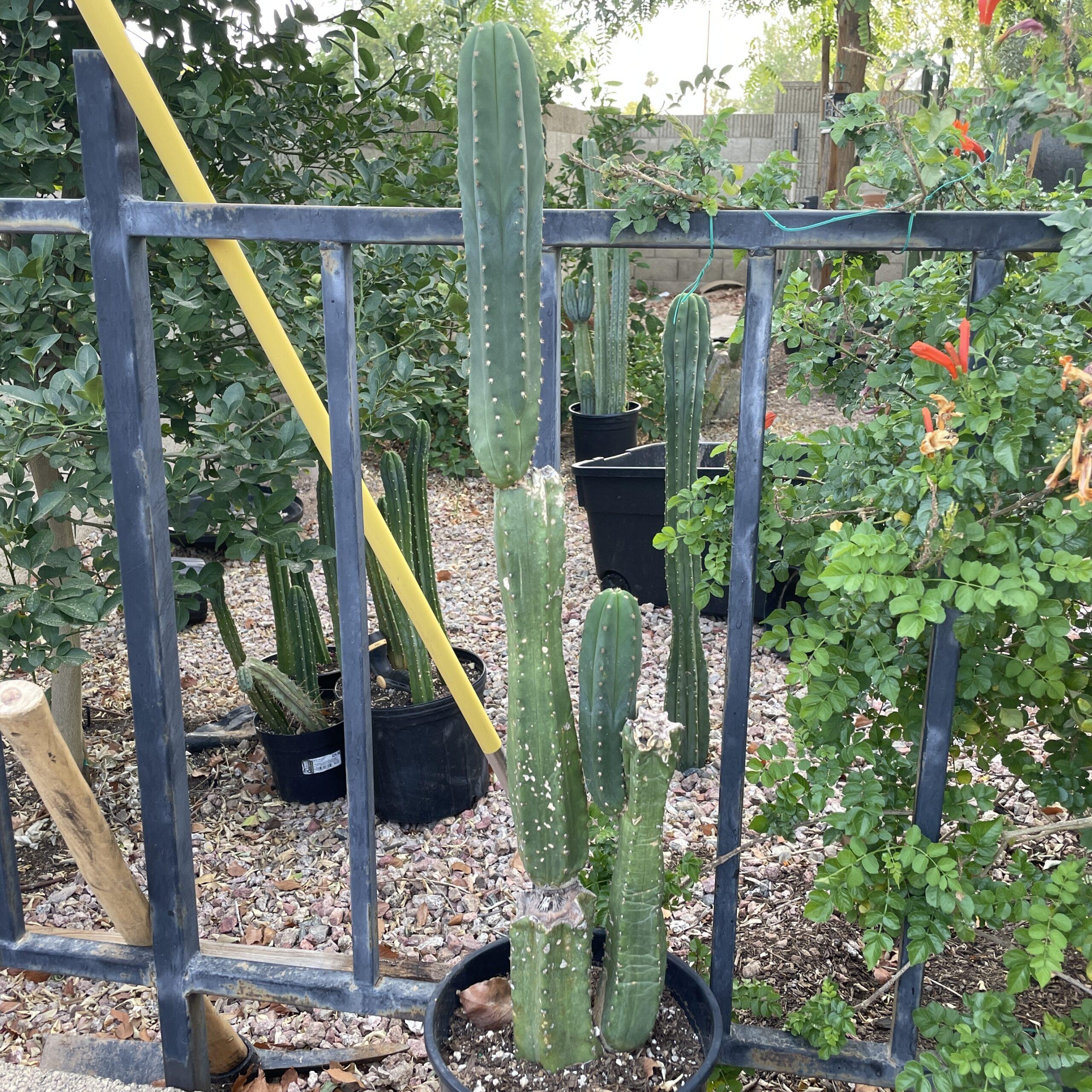 Fully Rooted Scopulicola "Tucson Fat" Stand