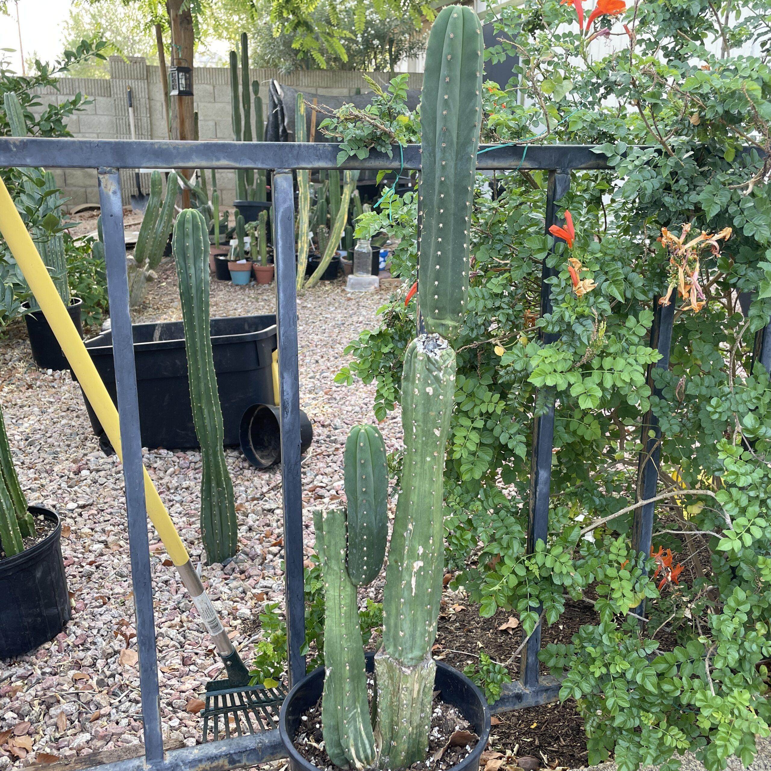 Fully Rooted Scopulicola "Tucson Fat" Stand