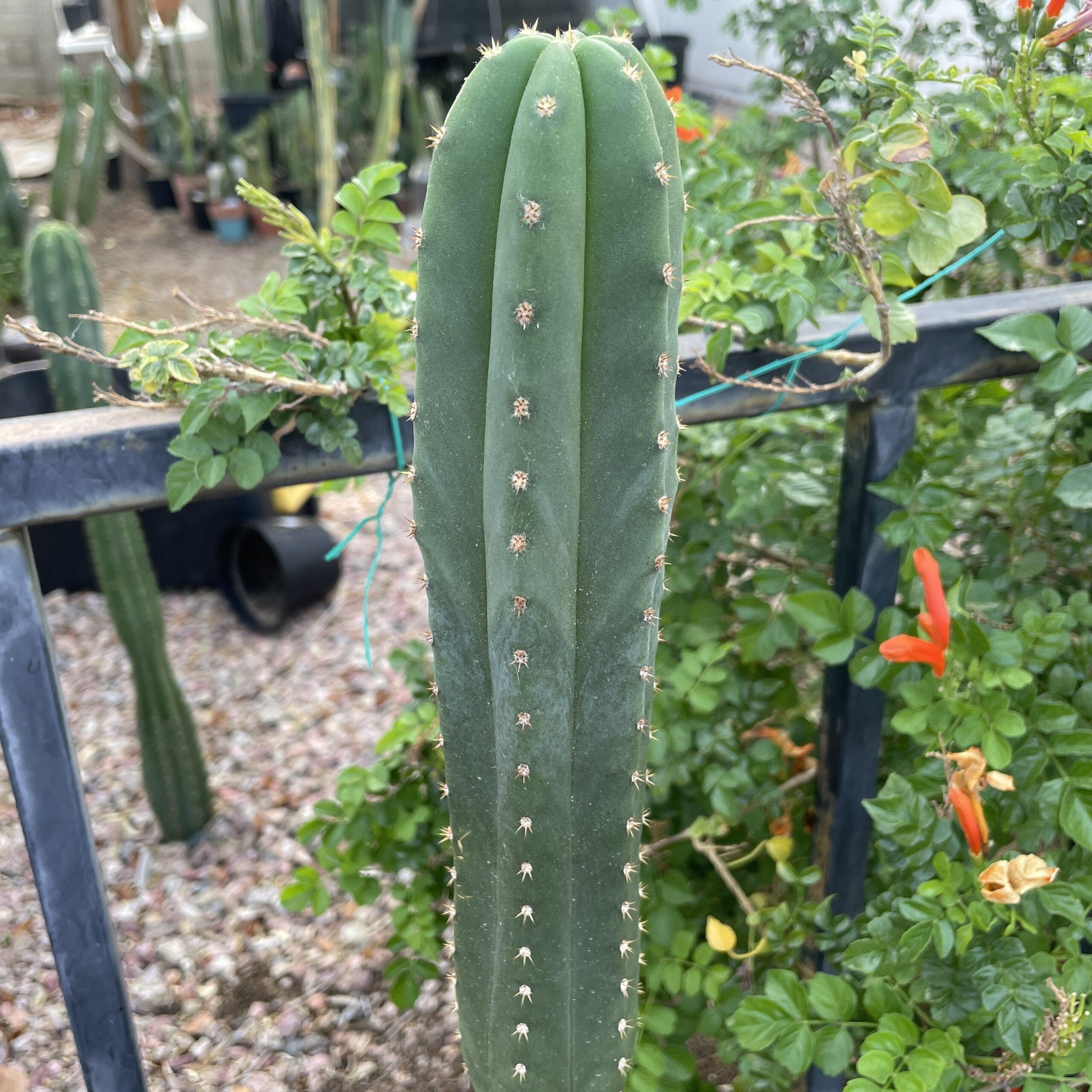 Fully Rooted Scopulicola "Tucson Fat" Stand