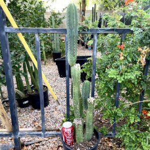 Fully Rooted Scopulicola "Tucson Fat" Stand