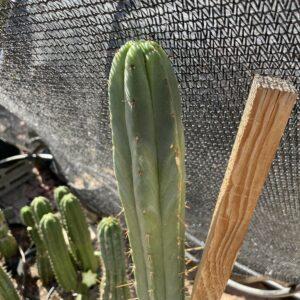16 inch Pach "Yowie" x Bridgesii "Tig" Cutting