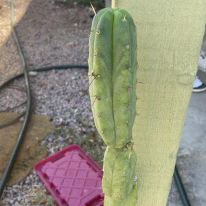 10 inch T. Bridgesii "Helen" Cutting