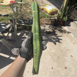 14 inch San Pedro "Ogunbodede" (Ogun) Cutting