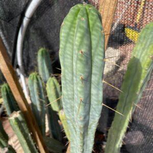 15 inch T. Bridgesii "Dayman" Cutting