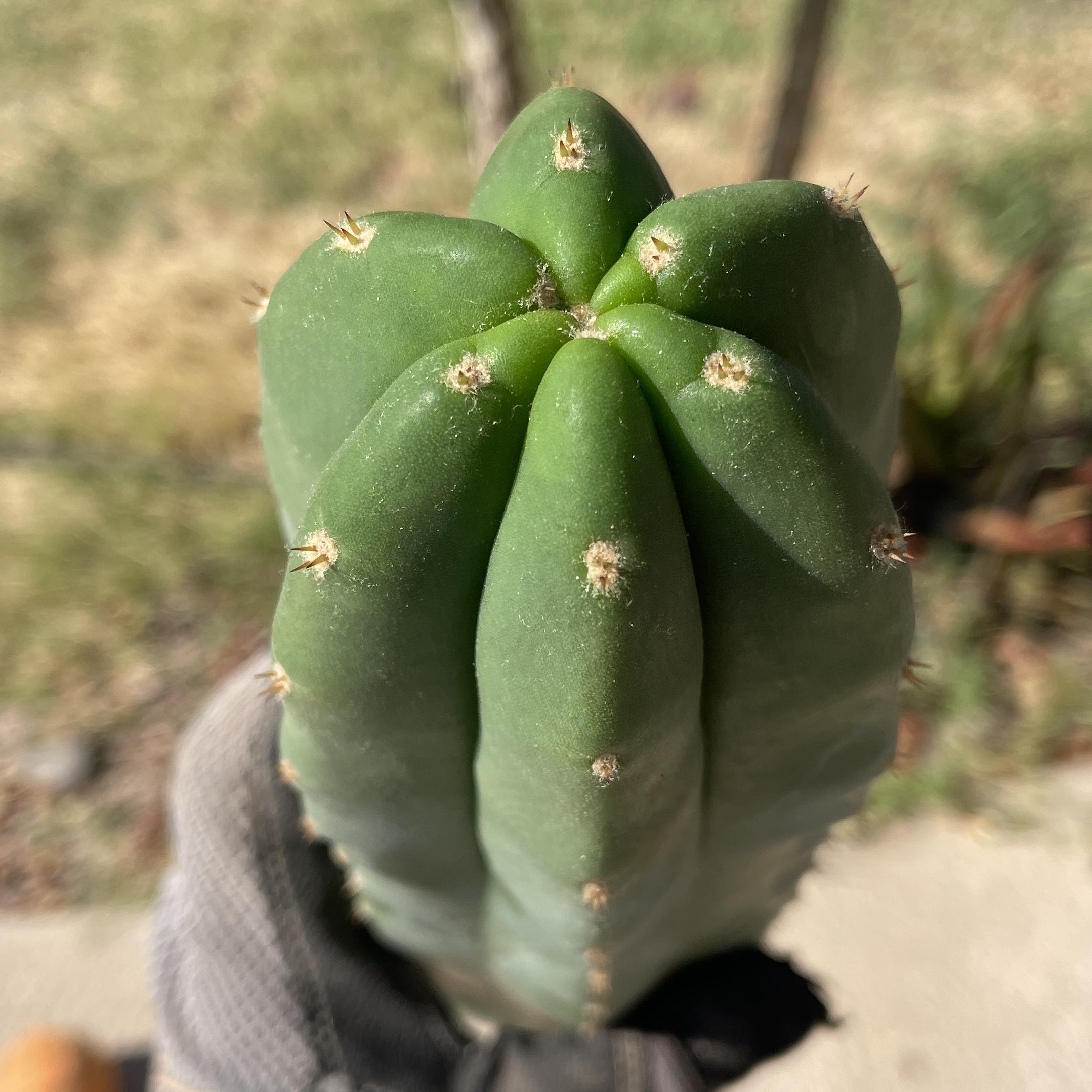 12in T. Scopulicola "Tucson Fat" Cutting