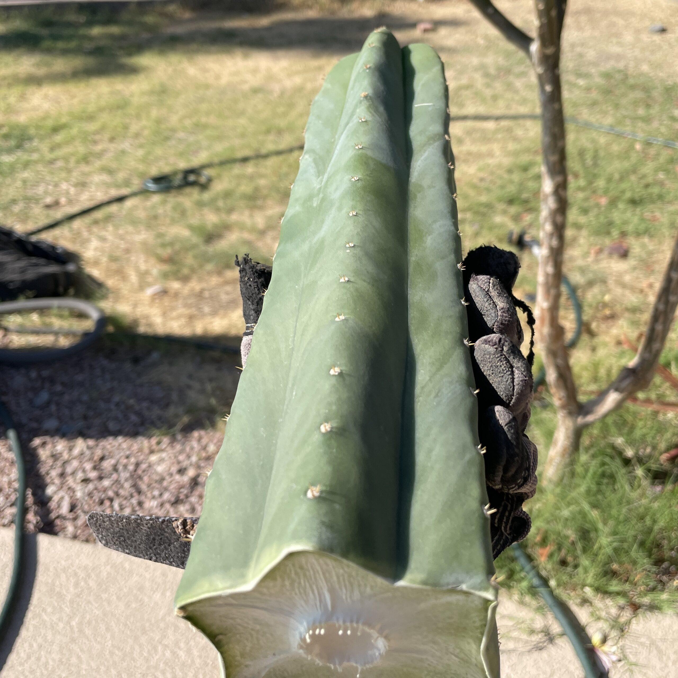 12in T. Scopulicola "Tucson Fat" Cutting