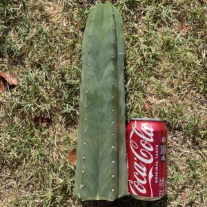 12in T. Scopulicola "Tucson Fat" Cutting