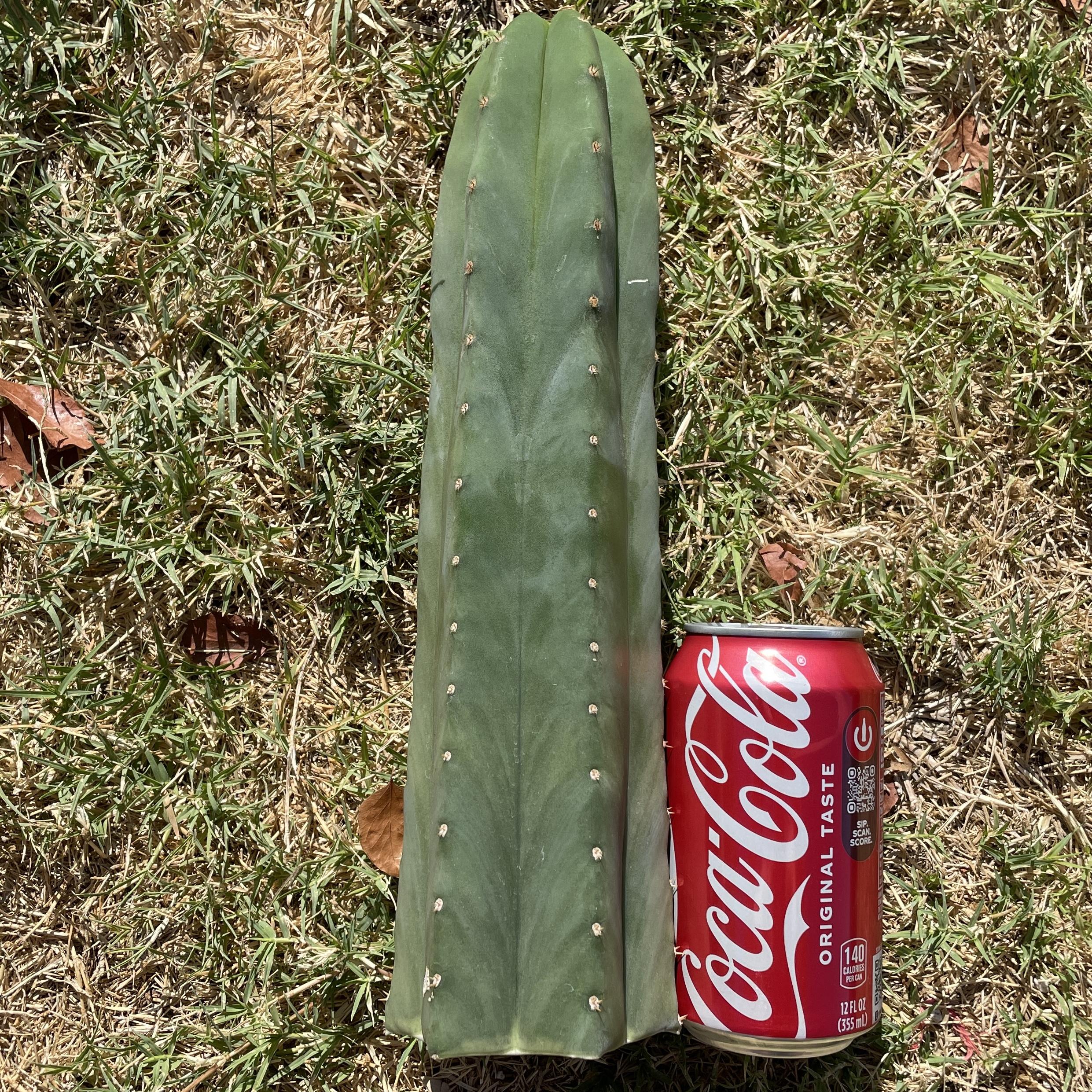 12in T. Scopulicola "Tucson Fat" Cutting