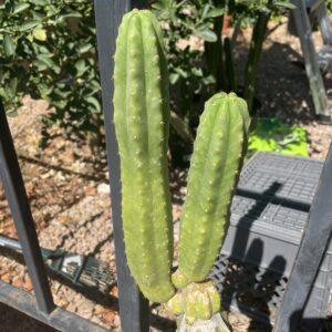 2 pack of San Pedro "Ogunbodede" - 20 inches total