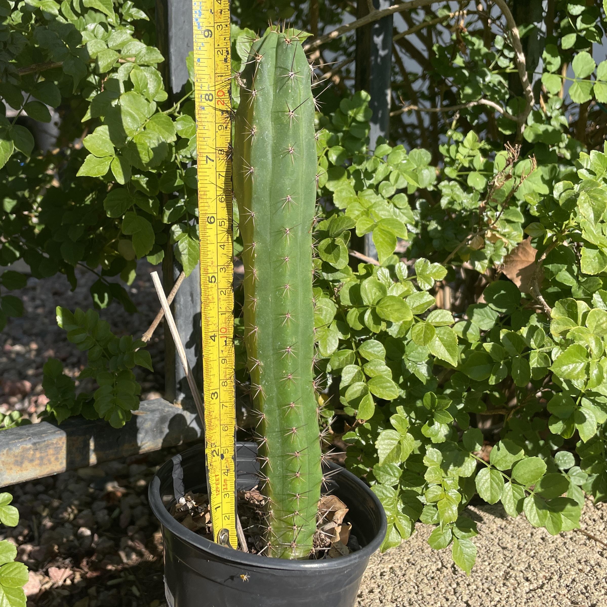 Fully Rooted Young Peruvian Torch "Clyde x Roseii"