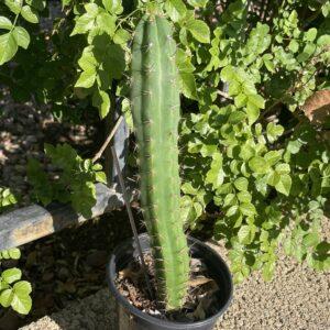 Fully Rooted Young Peruvian Torch "Clyde x Roseii"