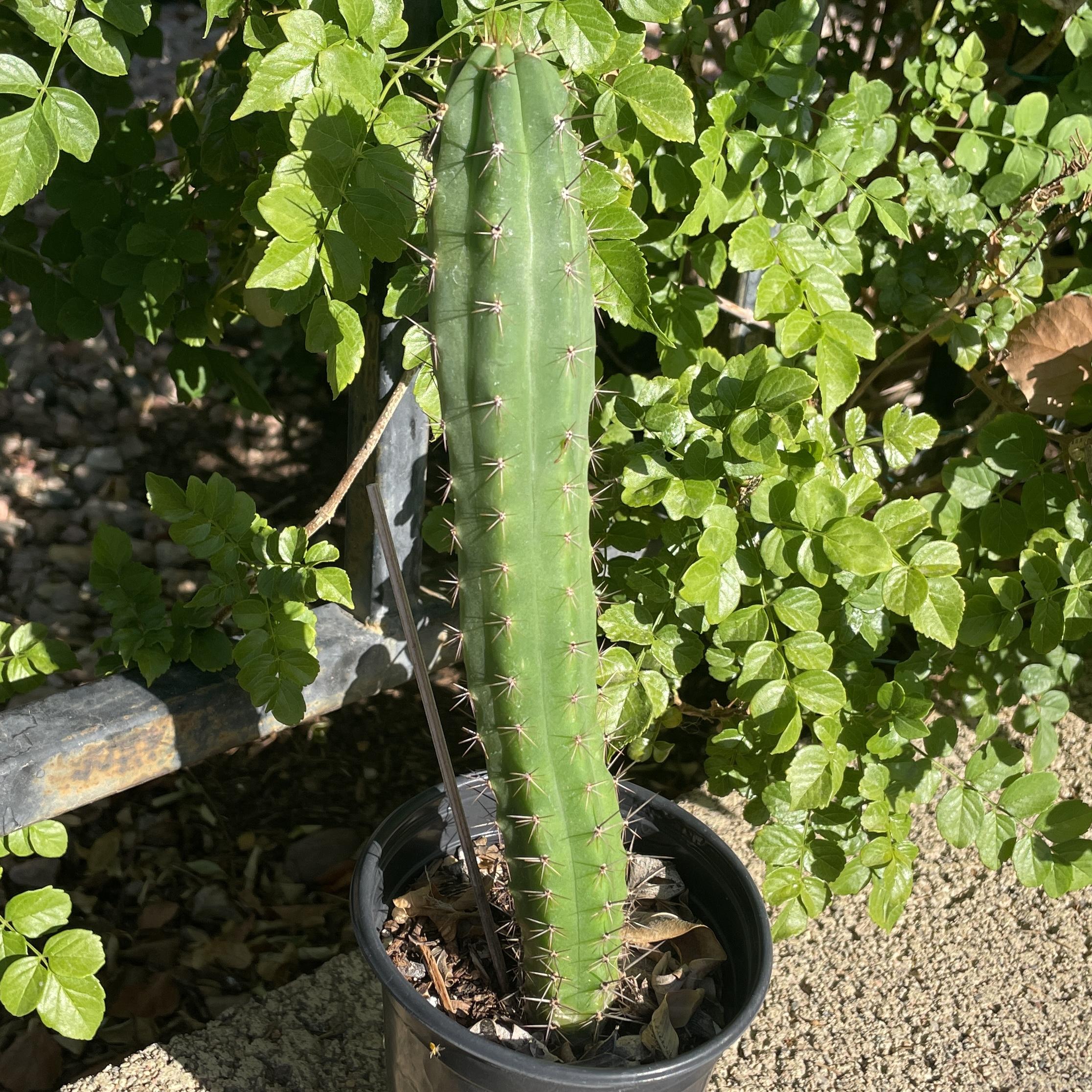 Fully Rooted Young Peruvian Torch "Clyde x Roseii"