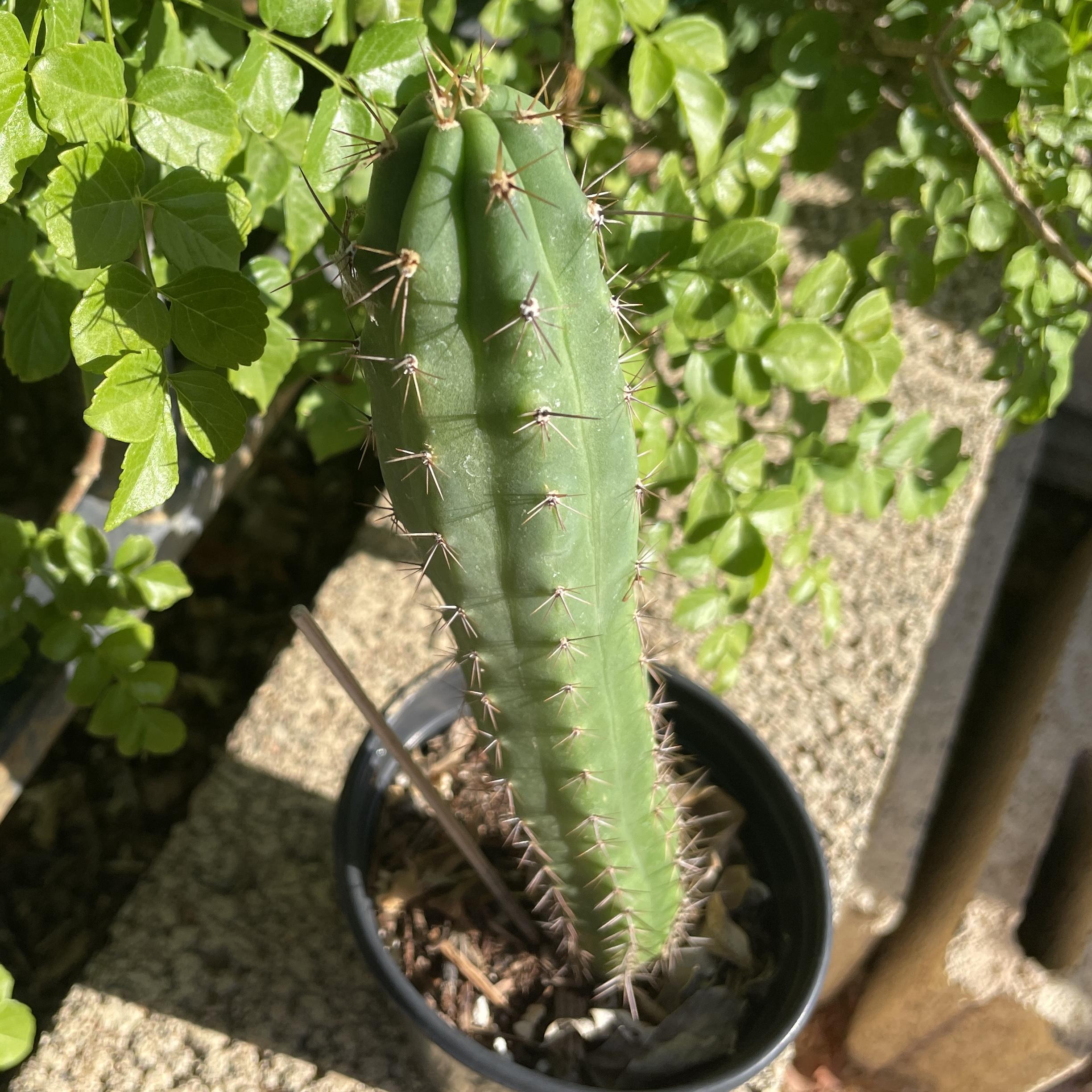 Fully Rooted Young Peruvian Torch "Clyde x Roseii"