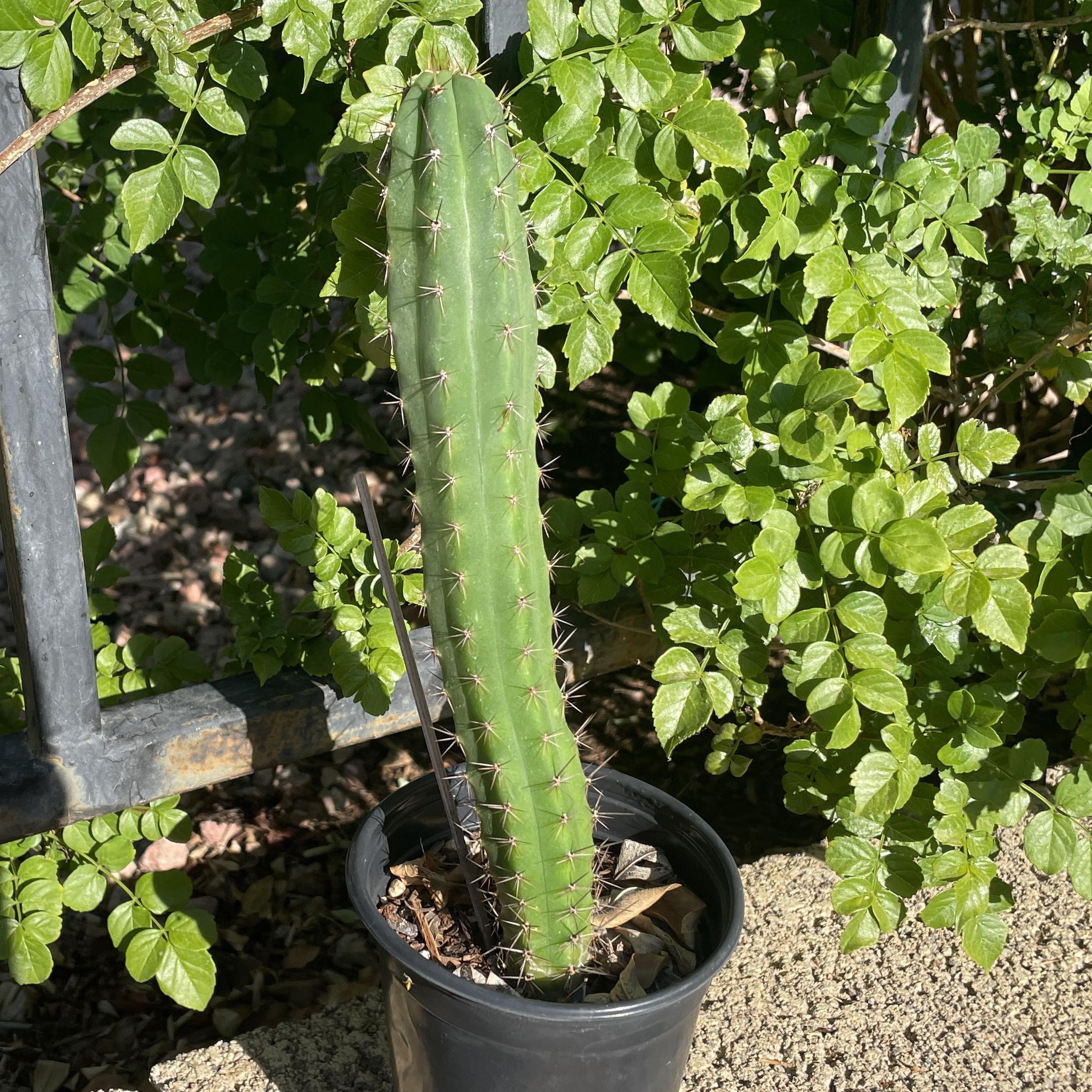Fully Rooted Young Peruvian Torch "Clyde x Roseii"