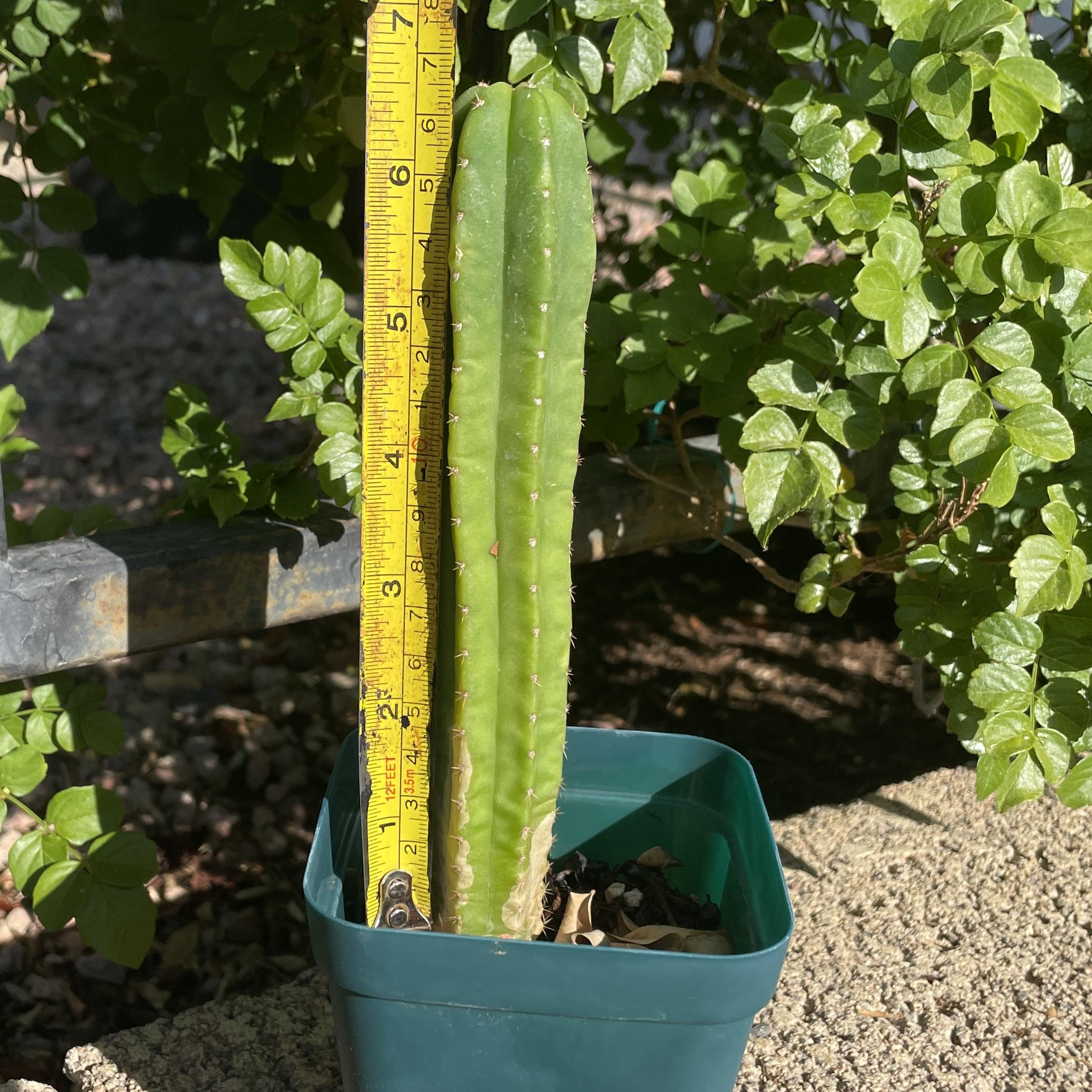 Fully Rooted Young Colossus x MP Scop