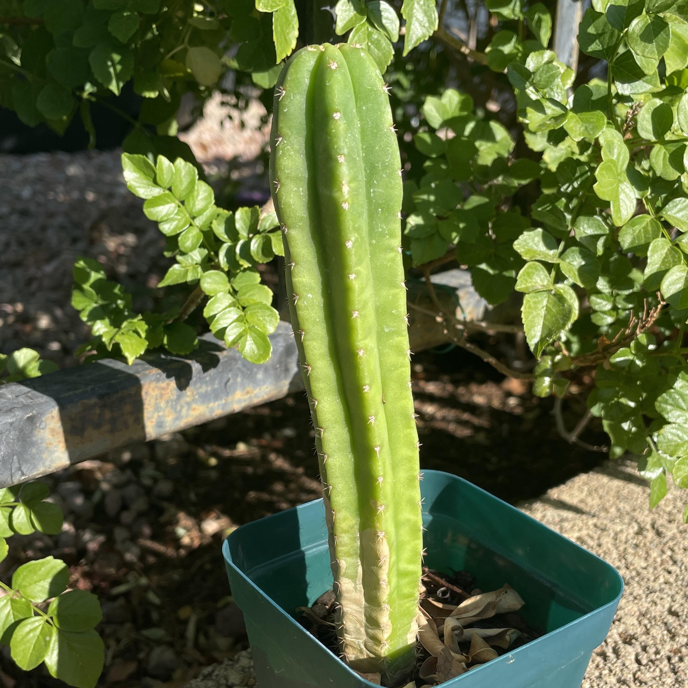 Fully Rooted Young Colossus x MP Scop