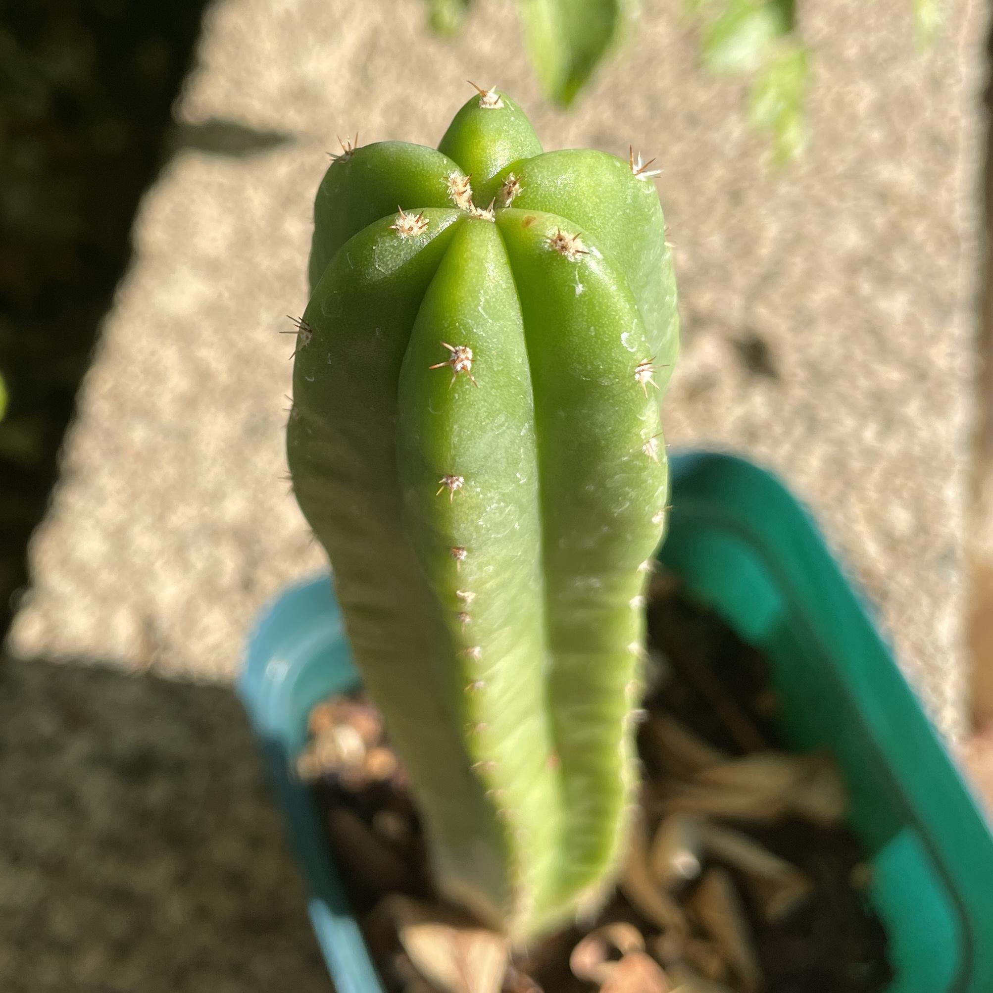 Fully Rooted Young Colossus x MP Scop