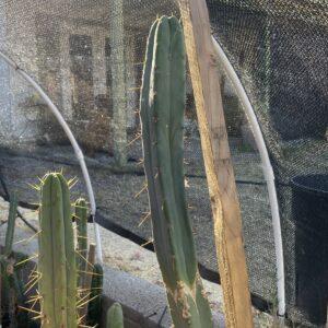 15 inch T. Bridgesii "Dayman" Cutting