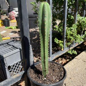 Fully Rooted Dr. G Scop x Bridgesii "SS02"