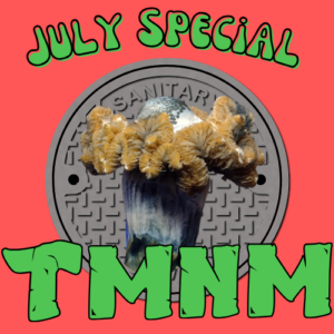 July Monthly Species: Teenage Mutant Ninja Mushrooms
